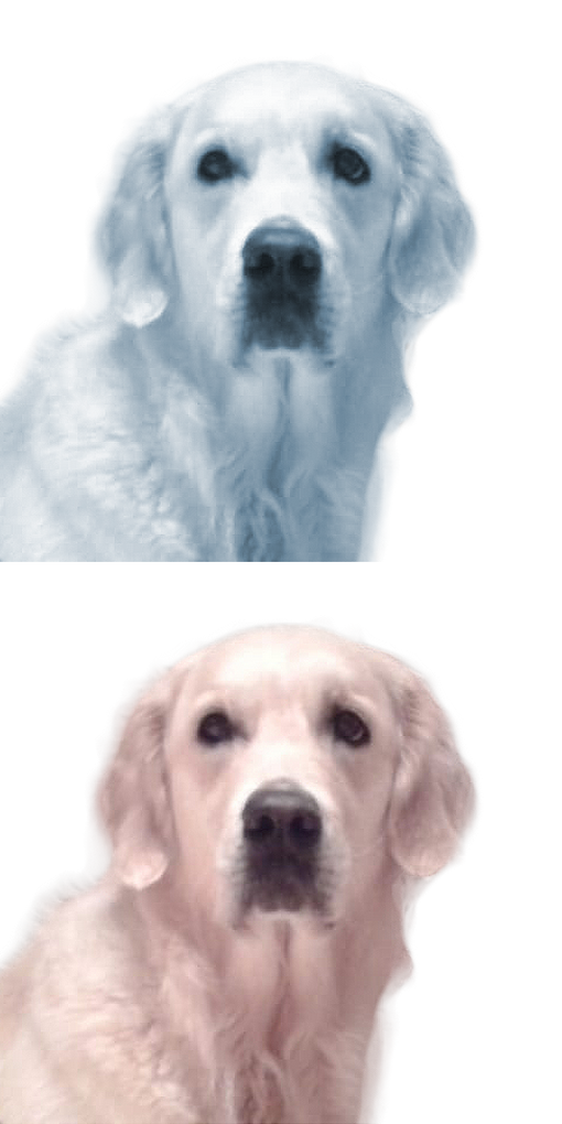 Cara Allegra, Kanzleihund (Teilzeit)